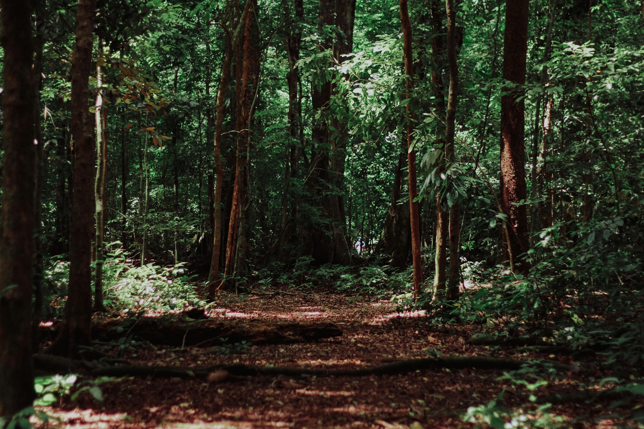 Vital Mixed Forest