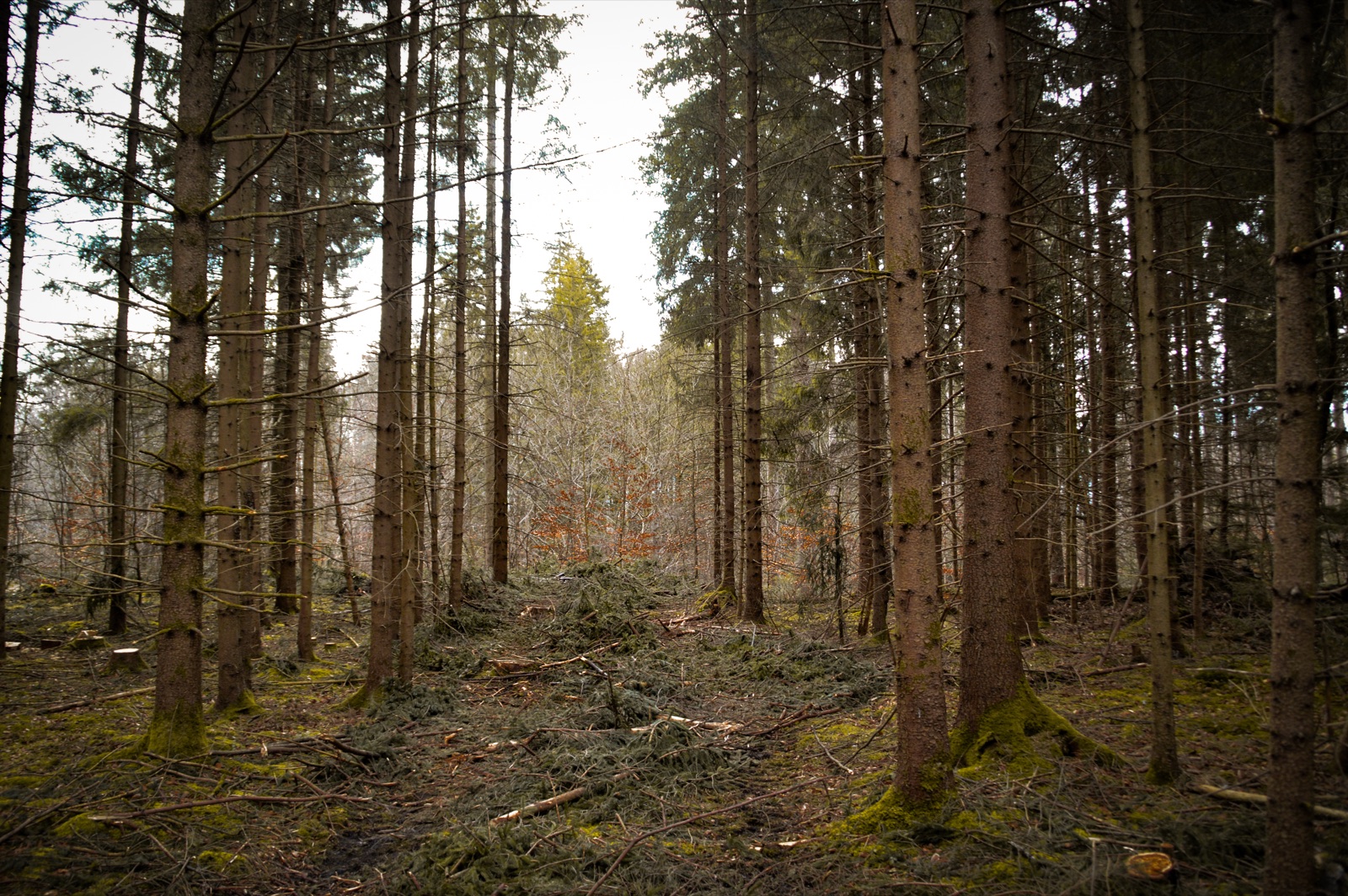 Wald geerbt: Behalten oder verkaufen? Warum Ihr grünes Erbe Zukunft hat